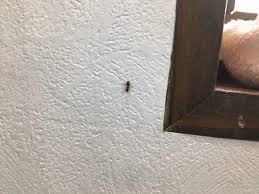 Ie11(internet explorer 11)ブラウザをご利用の場合、 ご視聴時に一部機能がご利用できない場合がございます。 chrome/edge/firefoxなど他ブラウザをお試しいただきますようお願い致します。 ã‚¯ãƒ­ã‚¢ãƒªã®ç¨®é¡žã¨é§†é™¤å‰¤ã®é¸ã³æ–¹ å®¤å†…ã«ä¾µå…¥ã™ã‚‹å°ã•ã„ã‚¢ãƒªã‚'é€€æ²»ã™ã‚‹æ–¹æ³•