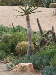 Image result for Aloe barendii