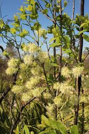 Image result for Syngonanthus poggeanus