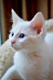 Crystal Foster Cat With The Animal Adoption League Looking For Her Forever Home In Charlotte Nc Visit Www Mynextpet Com Beautiful Cats Cats Cat Love