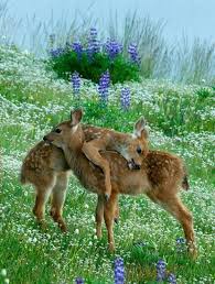 1000 Ideas About Baby Animals On Pinterest Adorable Baby Cute Animals Cute Animal Pictures Cute Baby Animals