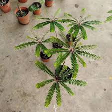 Image result for Biophytum crassipes