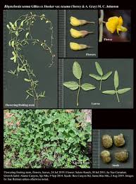 Image result for Rhynchosia