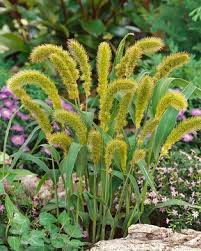 Image result for Lessertia macrostachya