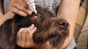 Treatment of Eye Infections in Dogs