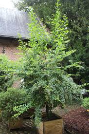 Image result for Nesogenaceae