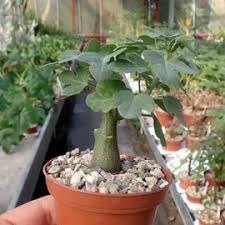Image result for Adenia glauca