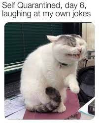 17 Funny Cat Memes About Being Quarantined Funnyfoto Funny Cat Memes Funny Animal Jokes Funny Animal Memes