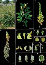 Image result for Crotalaria valida