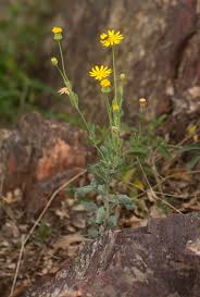 Image result for Emilia discifolia