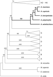 Image result for Acalypha welwitschiana