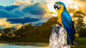 Image result for macaw parrot hd