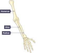 Bones in human body is the solid structure that helps in making the physical appearance of the body. Skeletron S Arm Terraria Community Forums