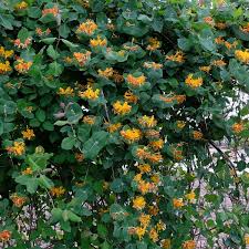 Image result for Lonicera