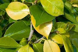 Member Enquiry Help My Camellia The Garden Clinic Facebook