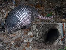 How To Keep Armadillos Out Of Your Yard