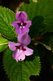 Image result for Impatiens sylvicola
