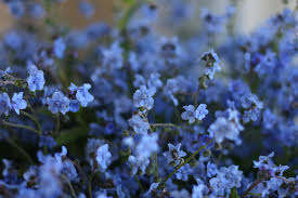 Find these things in the picture of the park. Flower Focus Chinese Forget Me Not S Floret Flowers