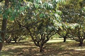 Ayo berkebun durian musang king dan dapatkan bibit durian musangking di. Lokasi Yang Cocok Untuk Menanam Durian Musang King Artikel Pertanian Terbaru Berita Pertanian Terbaru