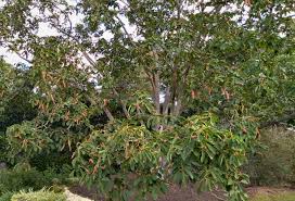 Image result for Magnolia sargentiana
