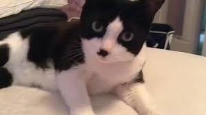 If You Re Happy And You Know It Say Meow If Youre Happy And You Know It Say Meow 3 Cute Cats Meows Funny Cats