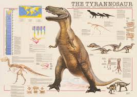 Tyrannosaurus Rex Dinosaur Education Poster 26x38 Tyrannosaurus Tyrannosaurus Rex Facts Dinosaur Posters