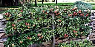You should always consider your climate and your planting zone when planning your landscape. Best Fruits To Grow In Texas North Texas Fruits Trees Espalier Fruit Trees Fruit Trees Garden Trees