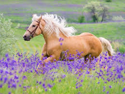 ( click the word below the image for detailed information about the color in the photo) 1. Palimino Horse Names Some Inspiration For You Best Horse Rider