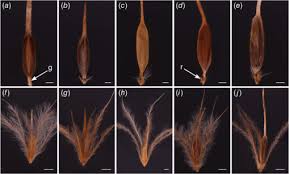 Image result for Asterochaete