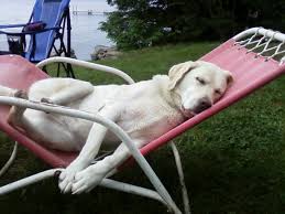 They were historically the period following the heliacal rising of the star system sirius, which hellenistic astrology connected with heat, drought, sudden thunderstorms, lethargy, fever, mad dogs, and bad luck. Dog Days Of Summer Startupistanbul