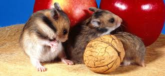 Durfen Goldhamster Apfel Essen