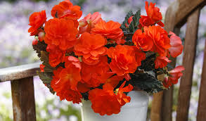 Image result for Begonia iucunda