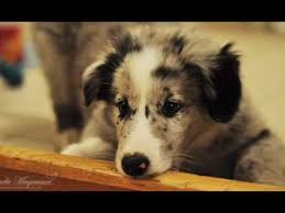 We have 7 lovely border collie puppies available to reserve now. Cute Blue Merle Border Collie Puppy Youtube