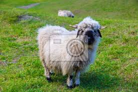 From the first 50% lambs born in the us in 2018 to our first purebreds in 2021! Valais Blacknose Sheep In Alps Fototapete Fototapeten Tour Tourismus Matterhorn Wallis Myloview De