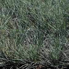 Image result for Festuca simensis