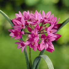 Crocus bulbs rockery garden early spring flowers tall flowers perfect plants flower farm flower images tulips planting flowers. 3 Allium Bulbs Purple Sensation Pack Of 3 Bulbs Perennial Zone 9 Tall Patio Lawn Garden Gardening