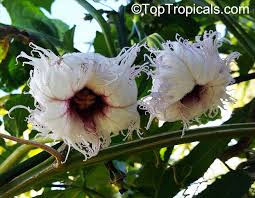 Image result for Telfairia occidentalis