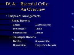 Some examples of bacteria can be harmful; Ppt Iv Bacterial Structure And Growth Powerpoint Presentation Free Download Id 1211084