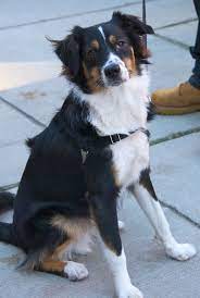 Getting your bernese mountain dog australian shepherd mix as puppies can help you. Australian Shepherd Bernese Mountain Dog Mix Google Search Bernese Mountain Dog Mix Dog Mixes Dogs