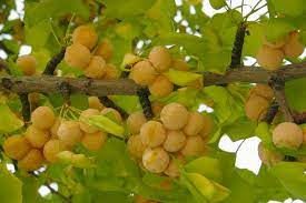 The sourwood tree, the sweet gum tree and the ginkgo grow into some of the most brilliant leafy displays of fall color. A Guide To Ginkgo Nuts Backyard Forager