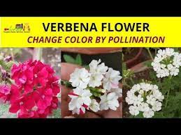Pin On Gardening