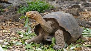 Image result for Basananthe parvifolia