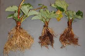 Unfortunately, your raspberry pi ´root´ file system is on the other partition. Dactylonectria Torresensis As The Main Component Of The Black Root Rot Complex Of Strawberries And Raspberries In Northern Germany Springerlink