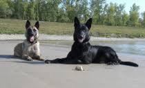 Langhaarig sind der schwarze groenendael und der rotbraune tervueren, rauhhaarig der laeken und kurzhaarig der malinois. Willkommen Auf Black Malinois De Der Schwarze Malinois