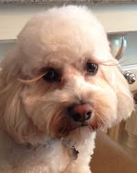 Hi, i was told by an american friend of mine that the idiom it´s raining cats and dogs is no more used by younger people and that it sounds rather. Does This Dog Have Long Eyelashes Or What Maltipoo Dog Grooming Goldendoodle