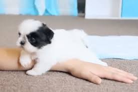 Find some of the prettiest shih tzu puppies for sale with adorable faces. The Cutest Teacup Shih Tzu Videos Of 2014