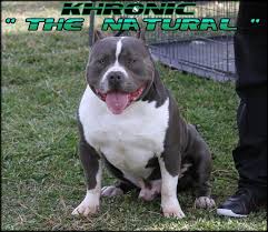 He has piercing blue eyes. Gotti Bully World Renowned American Bully Pit Bull Breeder Pitbull Puppies American Bully Pit Bull Puppies For Sale