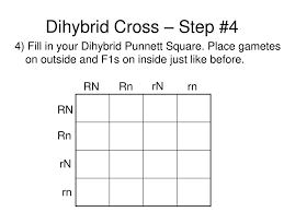 How to use punnett squares in mendielian genetics. Mendel S Laws Of Heredity And Dihybrid Crosses Ppt Download