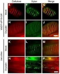 We did not find results for: Plantae Xylan And Lignin Deposition Are Independent Of Cellulose In The Secondary Cell Wall Plant Cell Plantae