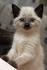 Siamese Cat Breed Profile | Petfinder